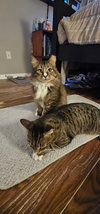 Siegfried & Roy 1.1.25 - Photo 5