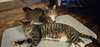 Roy & Siegfried 1.1.25 - Photo 4