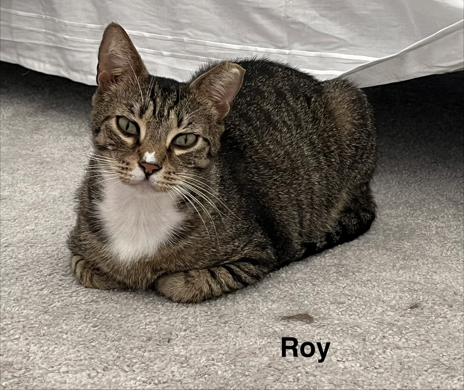 Roy & Siegfried 1.1.25