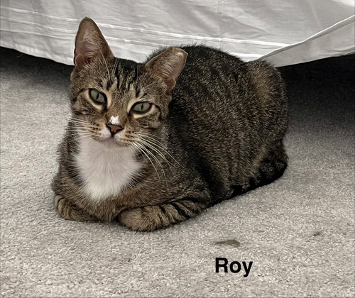 Roy & Siegfried 1.1.25, Adult Domestic Short Hair / Mixed (short coat), cat for adoption in Port Orange, Florida