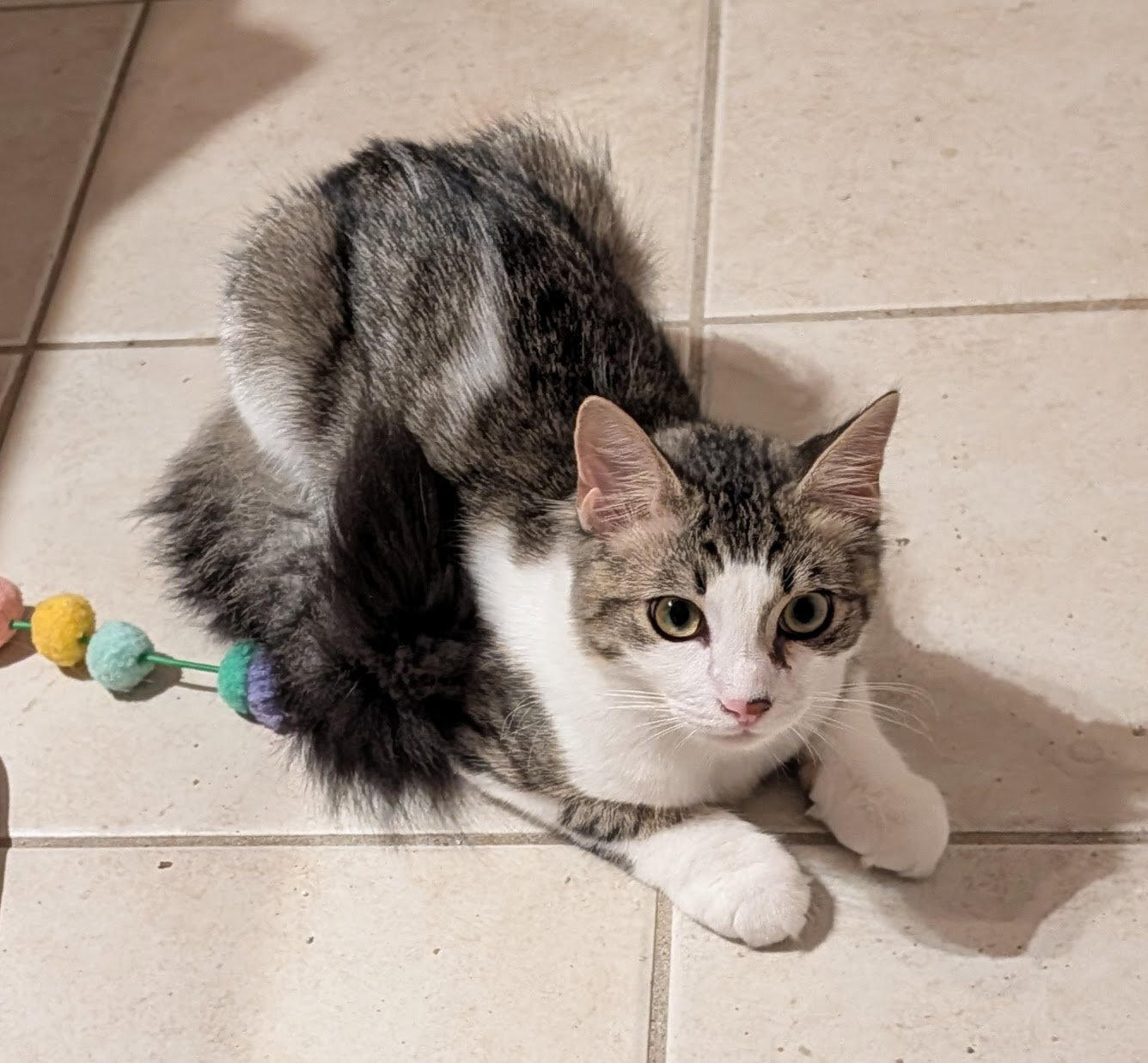 Charlie 8.15.25 Image