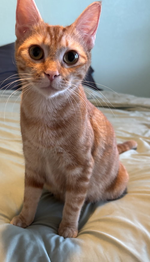 Bagel 2.15.25