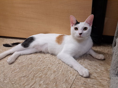 Calalily 4.29.25, Young Domestic Short Hair / Mixed (short coat), cat for adoption in Altamonte Springs, Florida