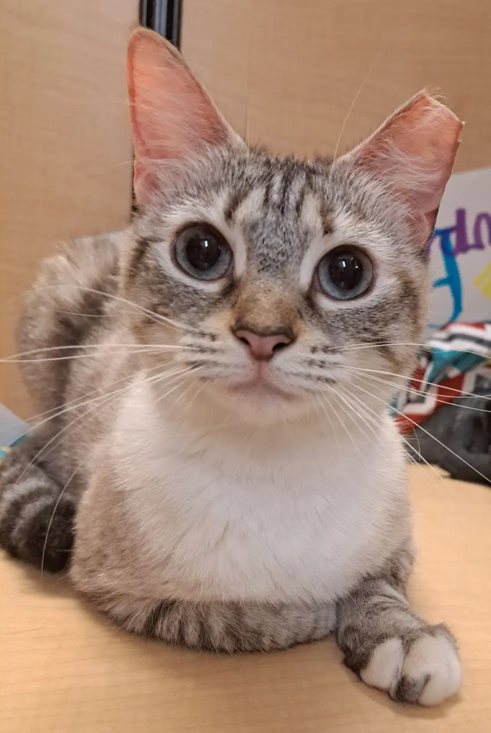 Sushi - Domestic Short Hair