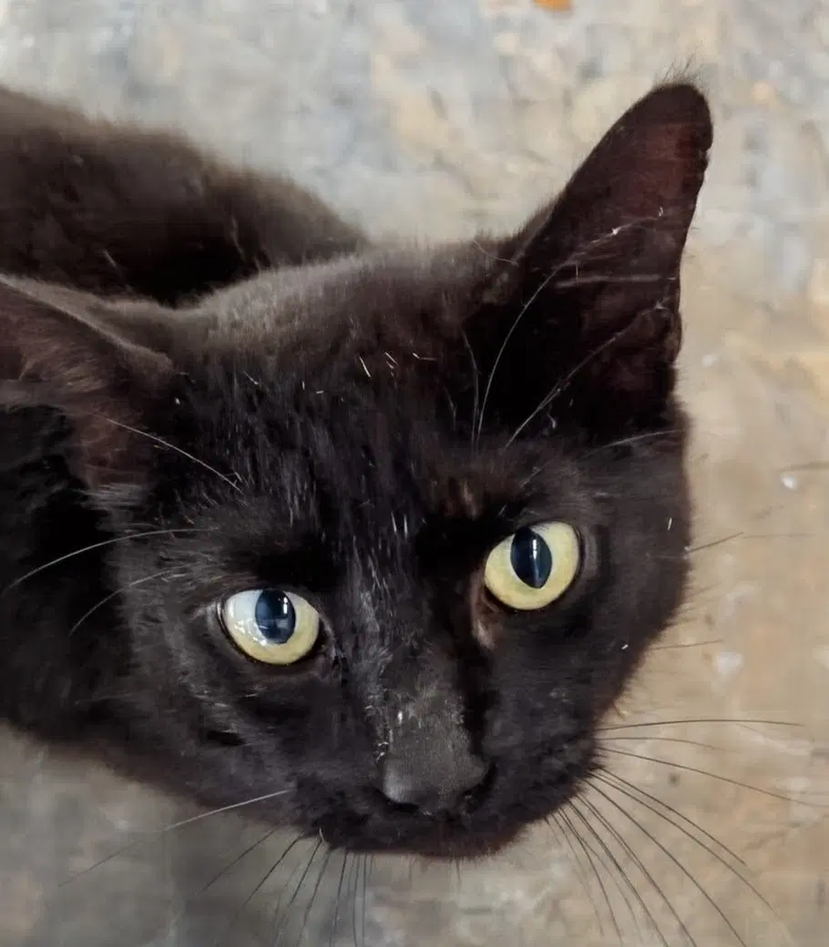 Dane - Domestic Short Hair