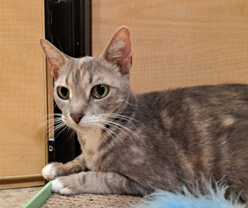 Rachel 9.9.24, Adult Domestic Short Hair / Mixed (short coat), cat for adoption in Altamonte Springs, Florida