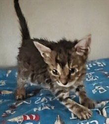 Ruby 3.21.26, an adoptable Domestic Short Hair in Apopka, FL