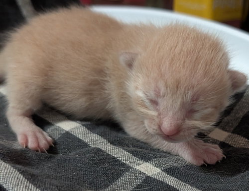 Colton 3.25.26
