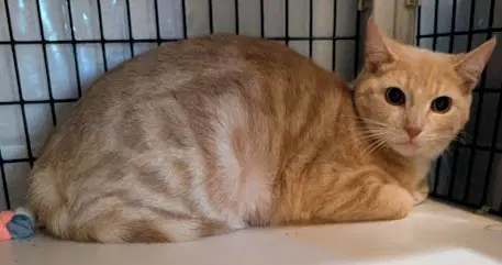 Eva - Domestic Short Hair