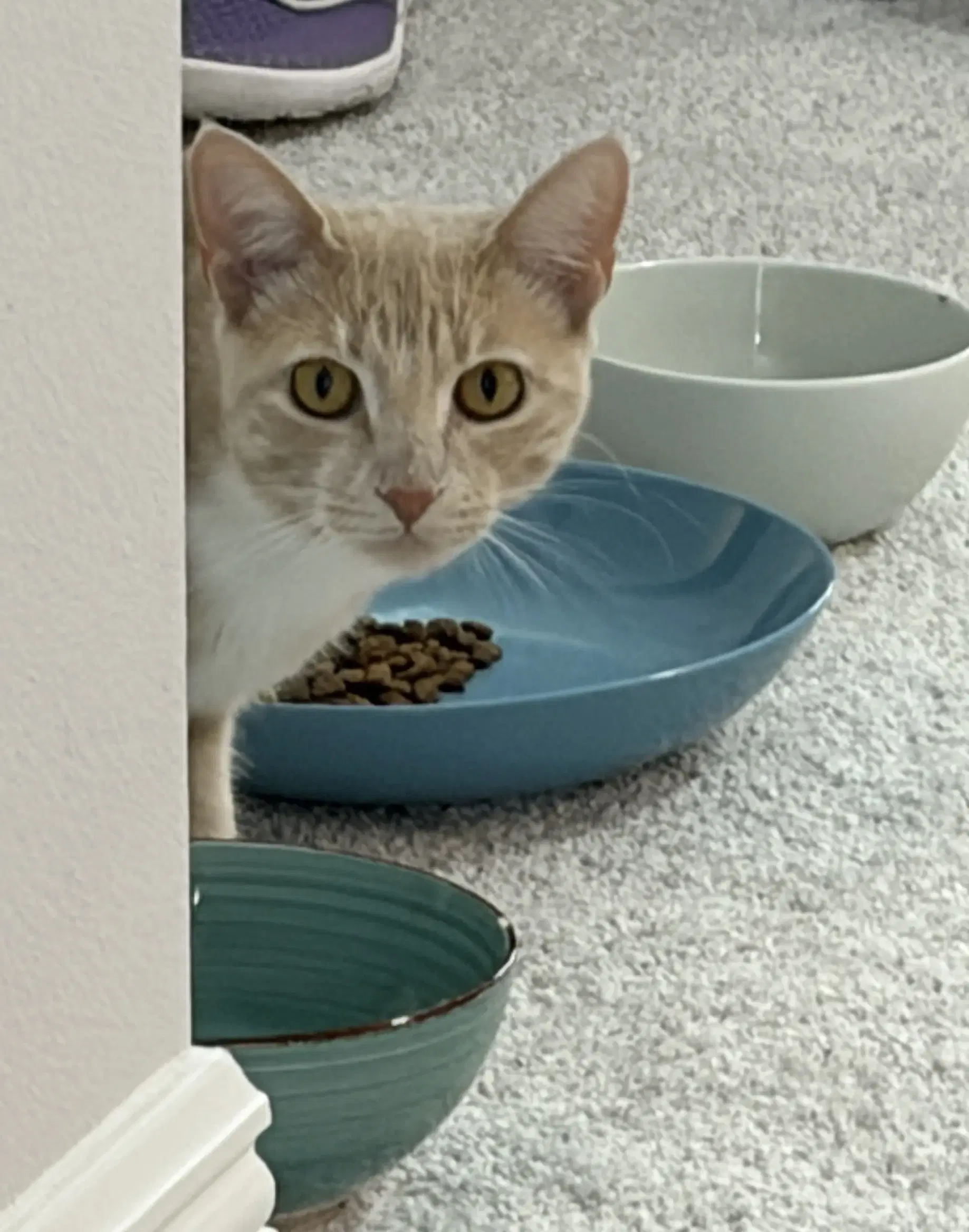 Eva  From Our Home To Yours - Domestic Short Hair