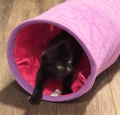 Cayenne 2.15.26, Baby Domestic Short Hair / Mixed (short coat), cat for adoption in Altamonte Springs, Florida