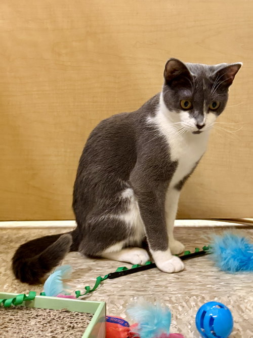 Sweets 10.1.25, Young Domestic Short Hair / Mixed (short coat), cat for adoption in Altamonte Springs, Florida