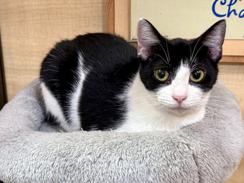 Frannie 10.1.25, Young Domestic Short Hair / Mixed (short coat), cat for adoption in Altamonte Springs, Florida