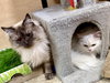 Luna 4.1.21 & Nina 4.1.20