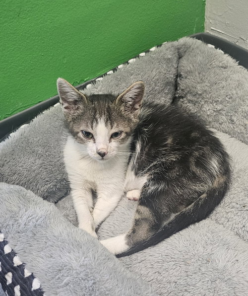 Emerald 3.20.26, Baby Domestic Short Hair / Mixed (short coat), cat for adoption in Port Orange, Florida