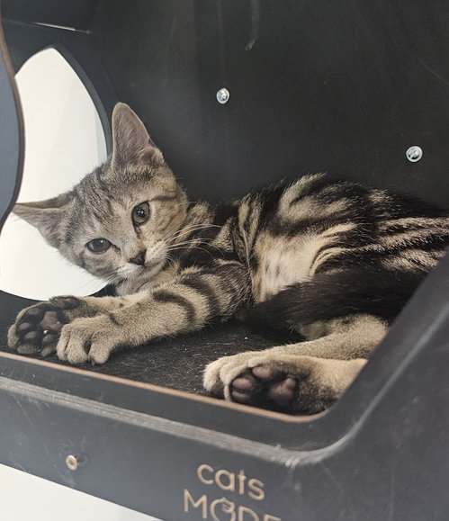 Turquoise 3.20.26, Baby Domestic Short Hair / Mixed (short coat), cat for adoption in Port Orange, Florida