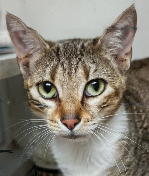 Dorinda 9.28.25, Young Domestic Short Hair / Mixed (short coat), cat for adoption in Port Orange, Florida