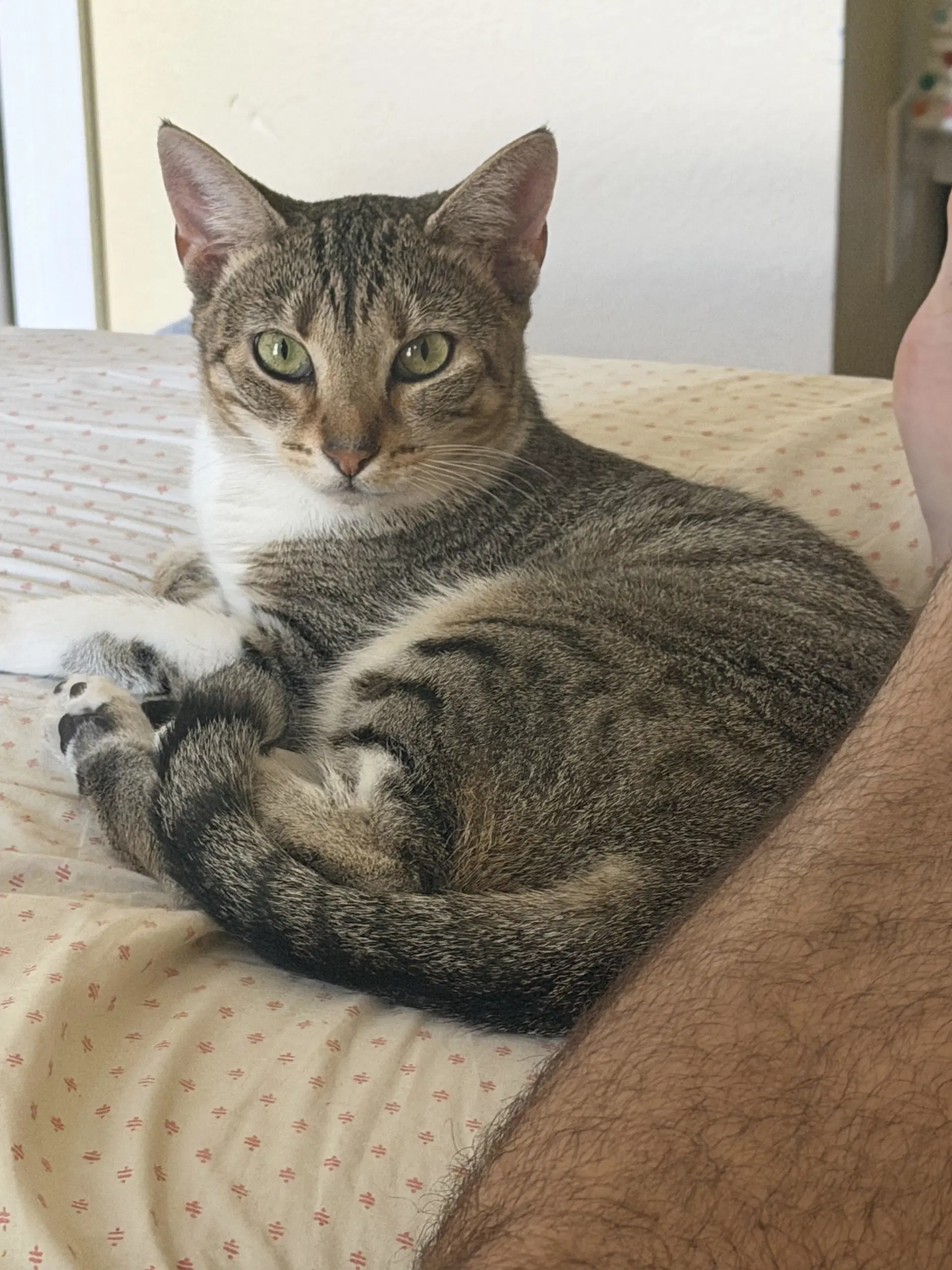 Dorinda - Domestic Short Hair