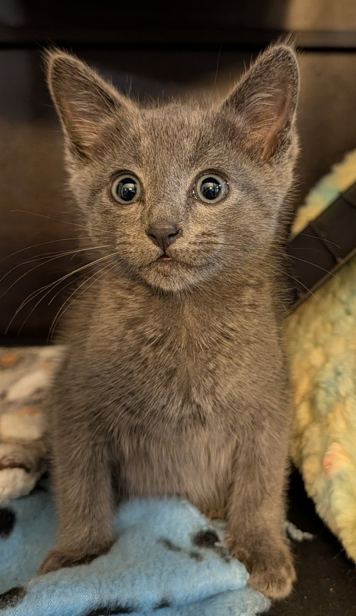 Andover 3.1.26, Baby Domestic Short Hair / Mixed (short coat), cat for adoption in Altamonte Springs, Florida
