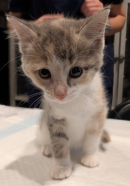 Black Widow 2.28.26, Baby Domestic Short Hair / Mixed (short coat), cat for adoption in Altamonte Springs, Florida