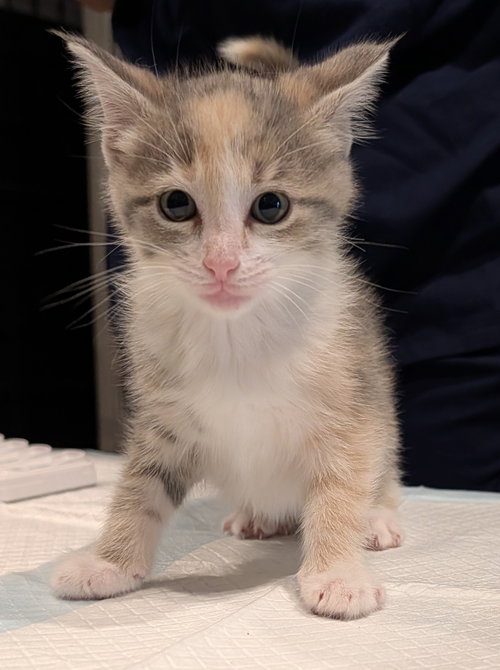 Yelena 2.28.26, an adoptable Domestic Short Hair in Apopka, FL