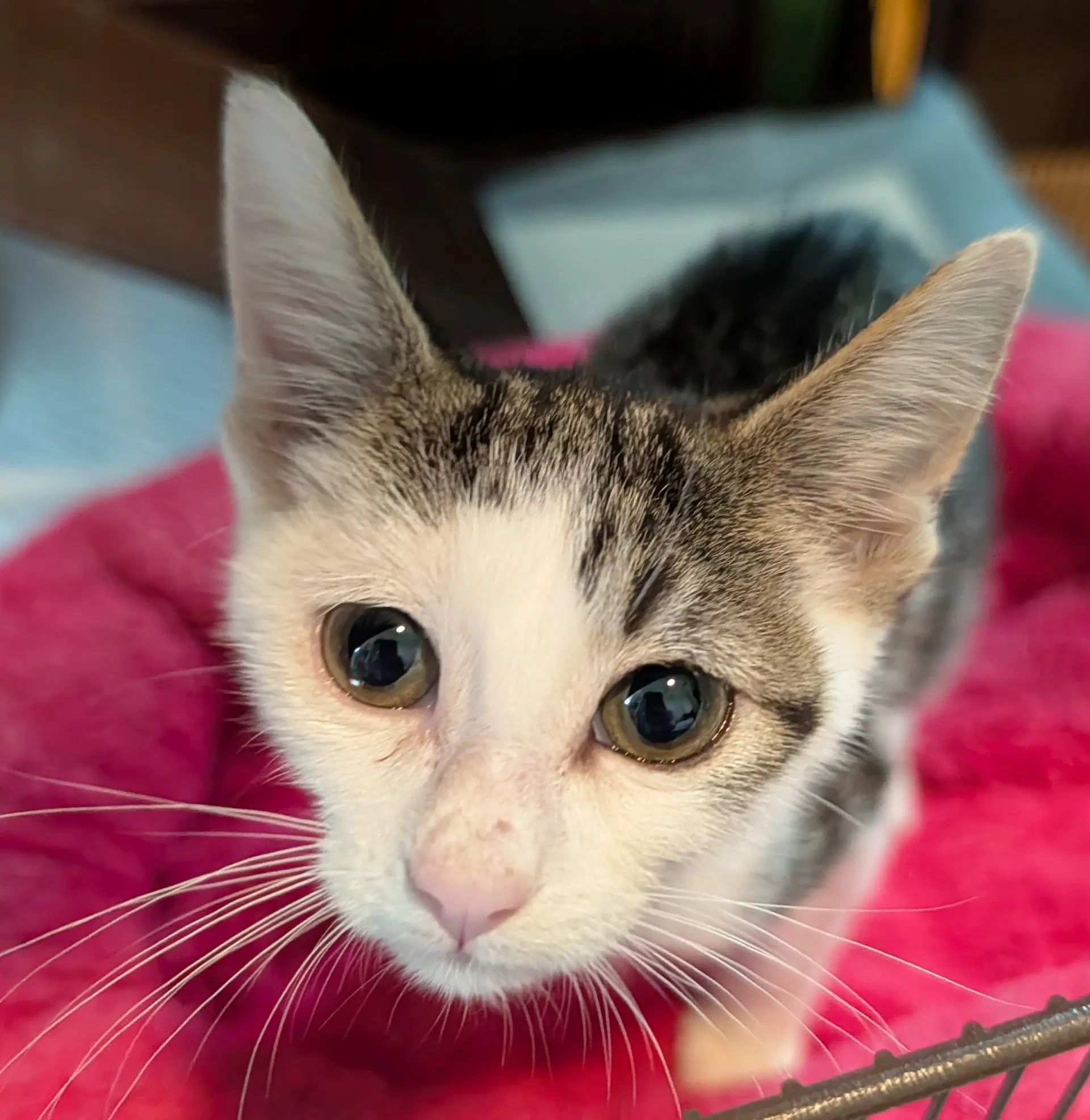 Sky - Domestic Short Hair