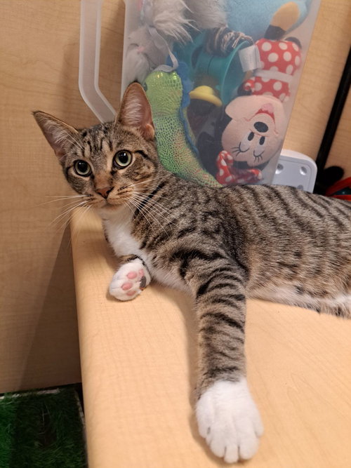 Toby 8.11.25, Domestic Short Hair / Mixed (short coat), cat for adoption in Altamonte Springs, Florida