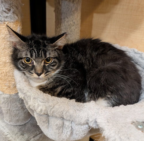 Boot Straps 10.20.25, Young Domestic Long Hair / Mixed (long coat), cat for adoption in Altamonte Springs, Florida