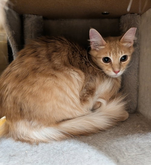Creamsicle 10.20.25, an adoptable Domestic Medium Hair in Apopka, FL
