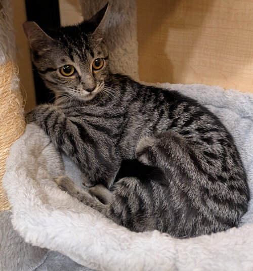 Jaws 10.17.25, Young Domestic Short Hair / Mixed (short coat), cat for adoption in Altamonte Springs, Florida