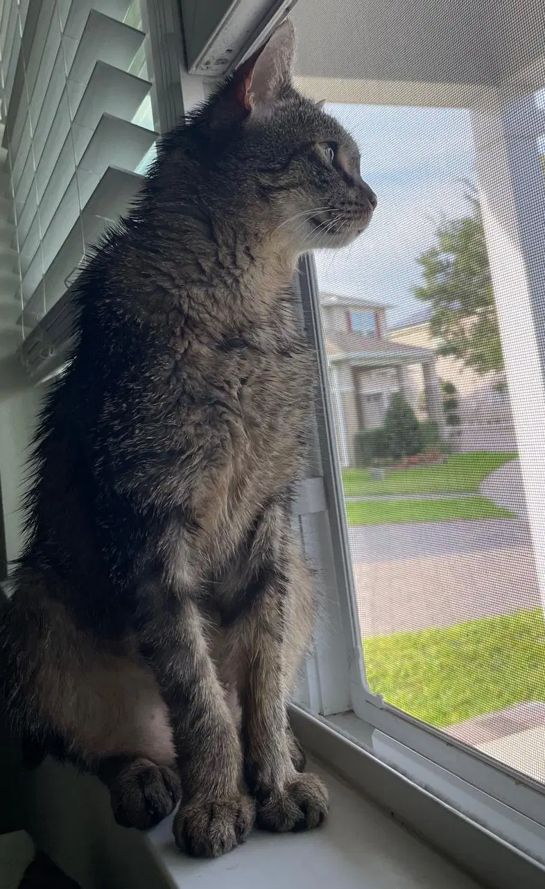 Mr Whiskers - Domestic Short Hair