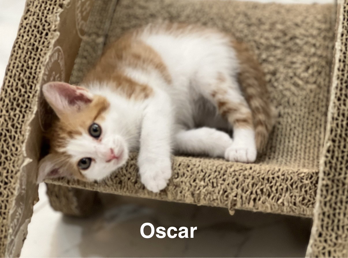 Oscar 3.22.26