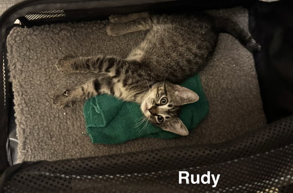 Rudy 3.15.26