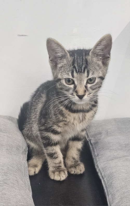 Rudy 3.15.26, Baby Domestic Short Hair / Mixed (short coat), cat for adoption in Port Orange, Florida