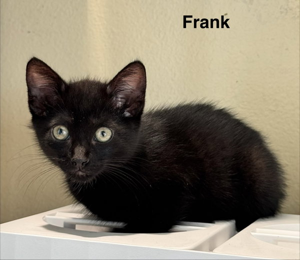Frank 3.15.26