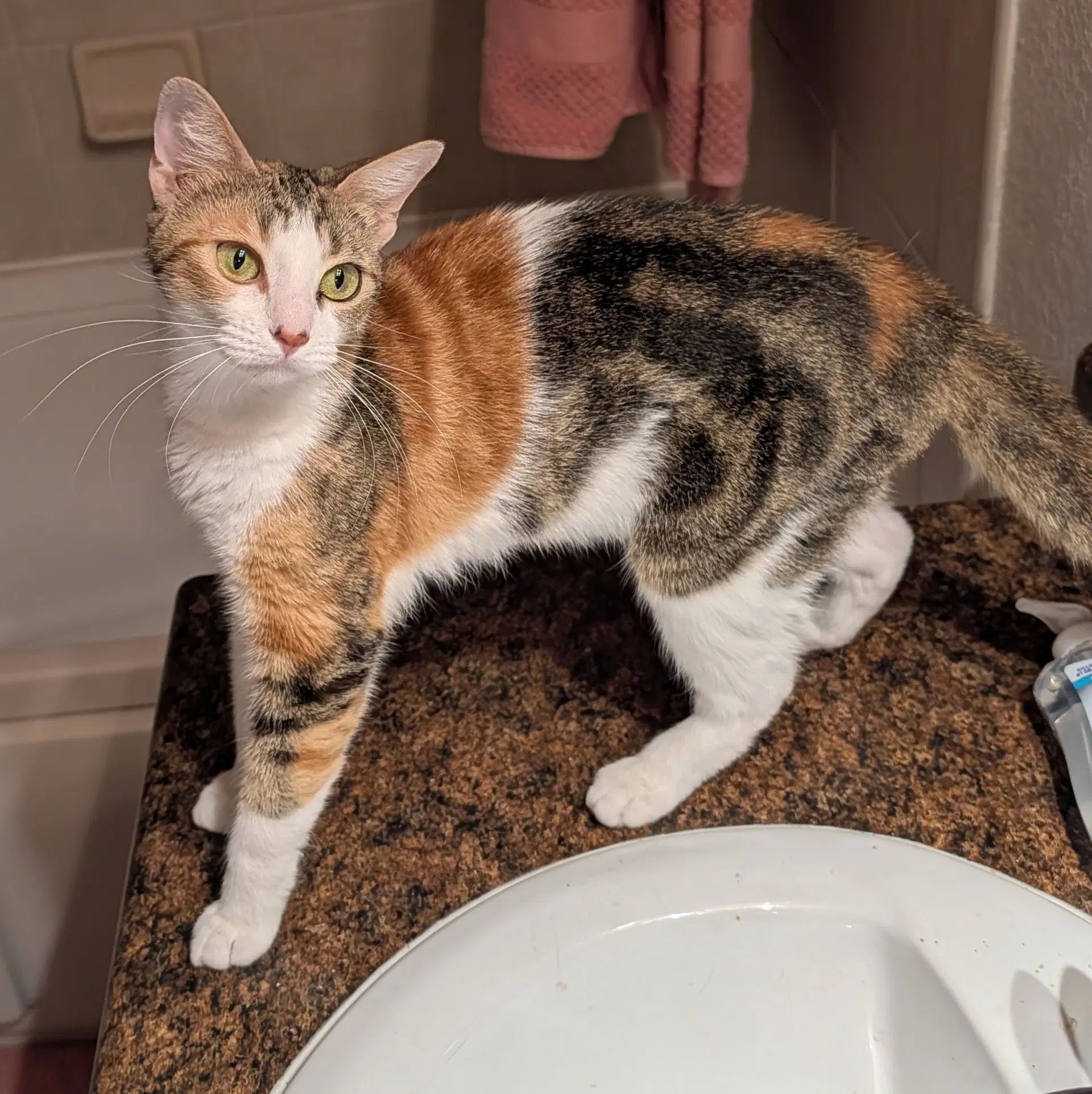 Jennifer - Calico