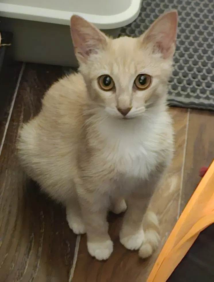 Sorrento - Domestic Short Hair