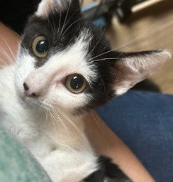 Moira Rose 4.4.26, an adoptable Domestic Short Hair in Apopka, FL