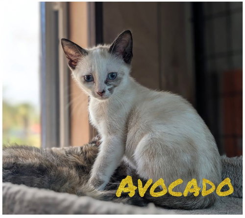 Avocado 4.12.26, Baby Siamese (short coat), cat for adoption in St. Cloud, Florida