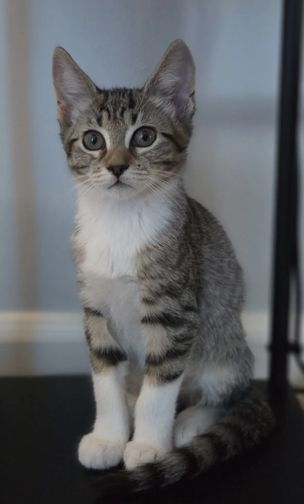 Dutchbros  Prespay - Domestic Short Hair