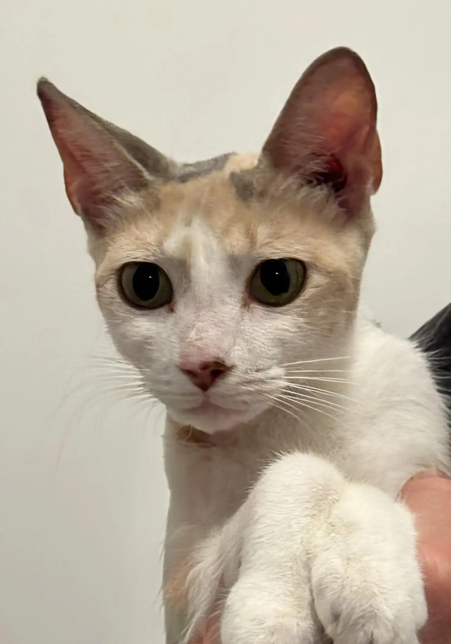 Amor - Domestic Short Hair