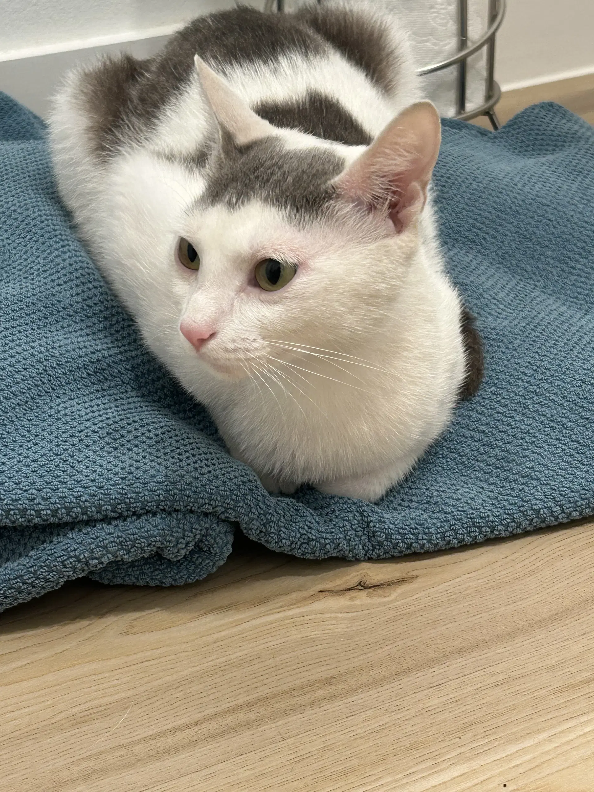 Lizzy - Domestic Short Hair