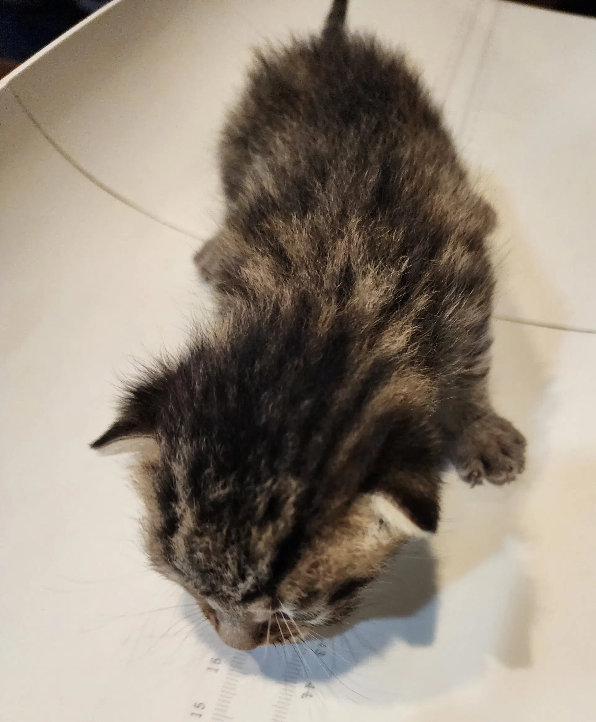 Logan  Prespay - Domestic Short Hair