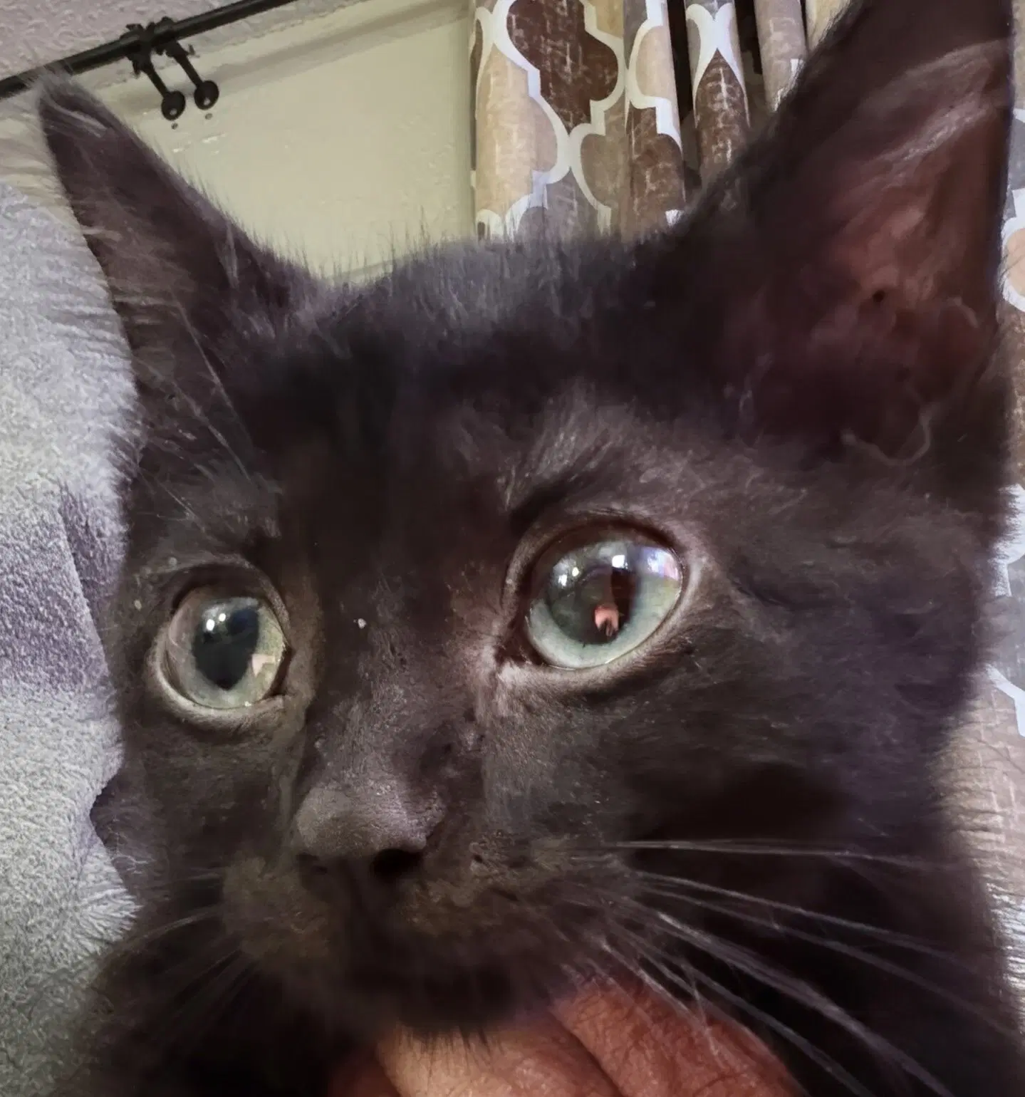 Daisy  Prespay - Domestic Short Hair