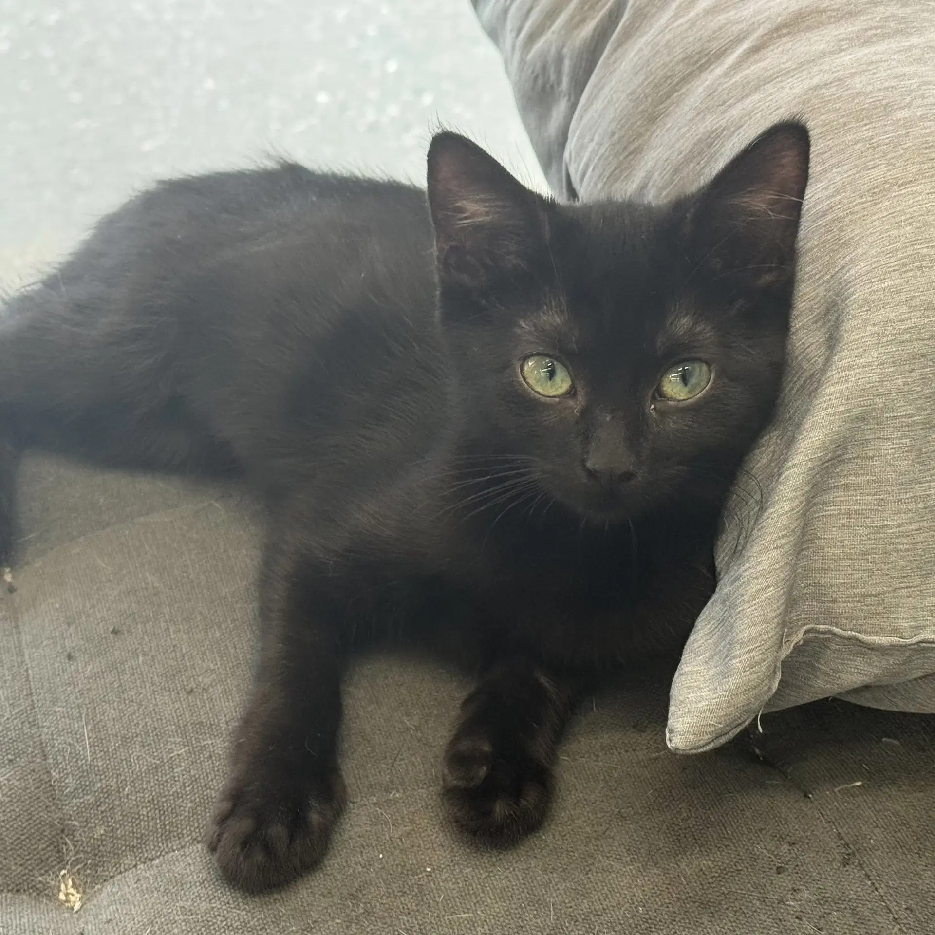 Daisy - Domestic Short Hair