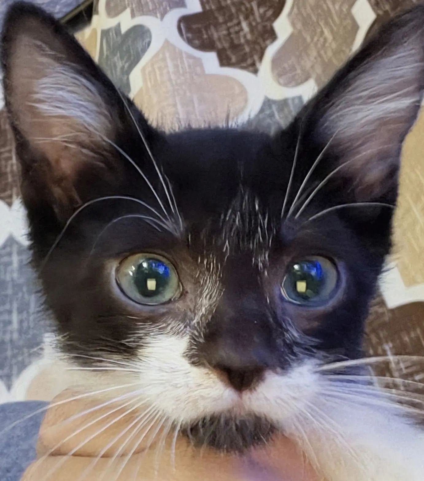 Pluto  Prespay - Domestic Short Hair