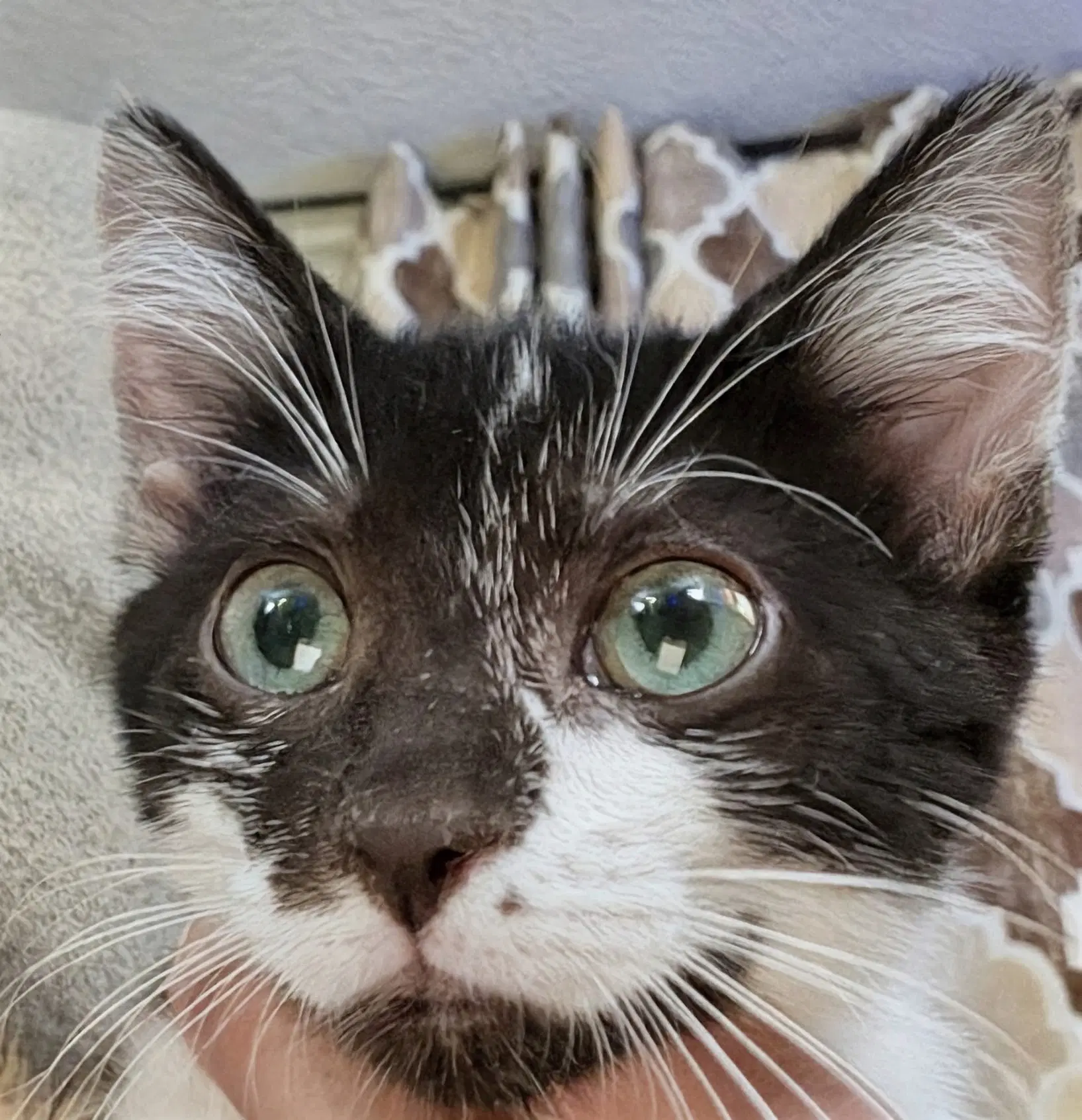 Chip  Prespay - Domestic Short Hair