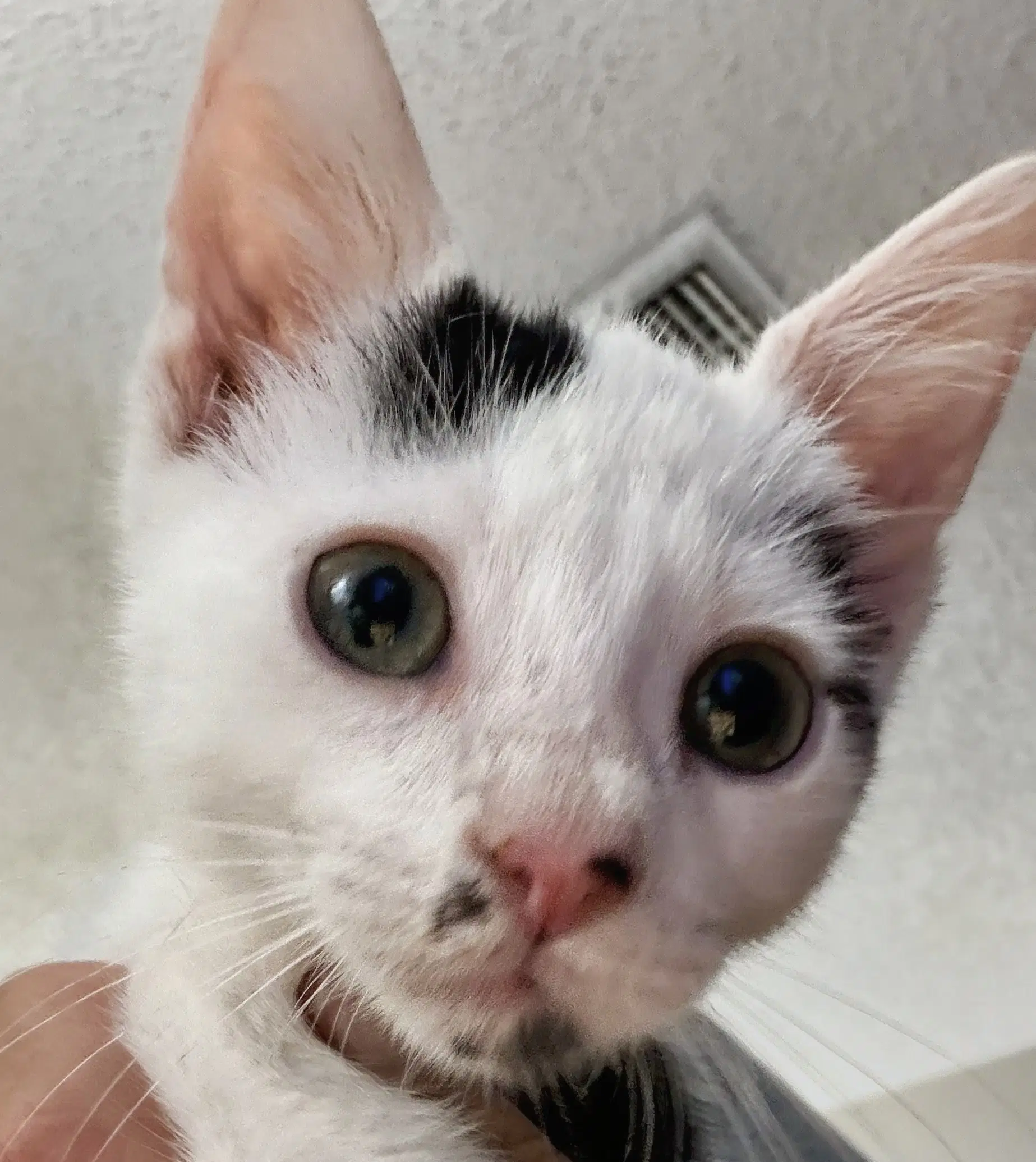 Donald  Prespay - Domestic Short Hair