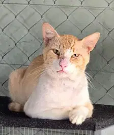 Chevy - Domestic Short Hair