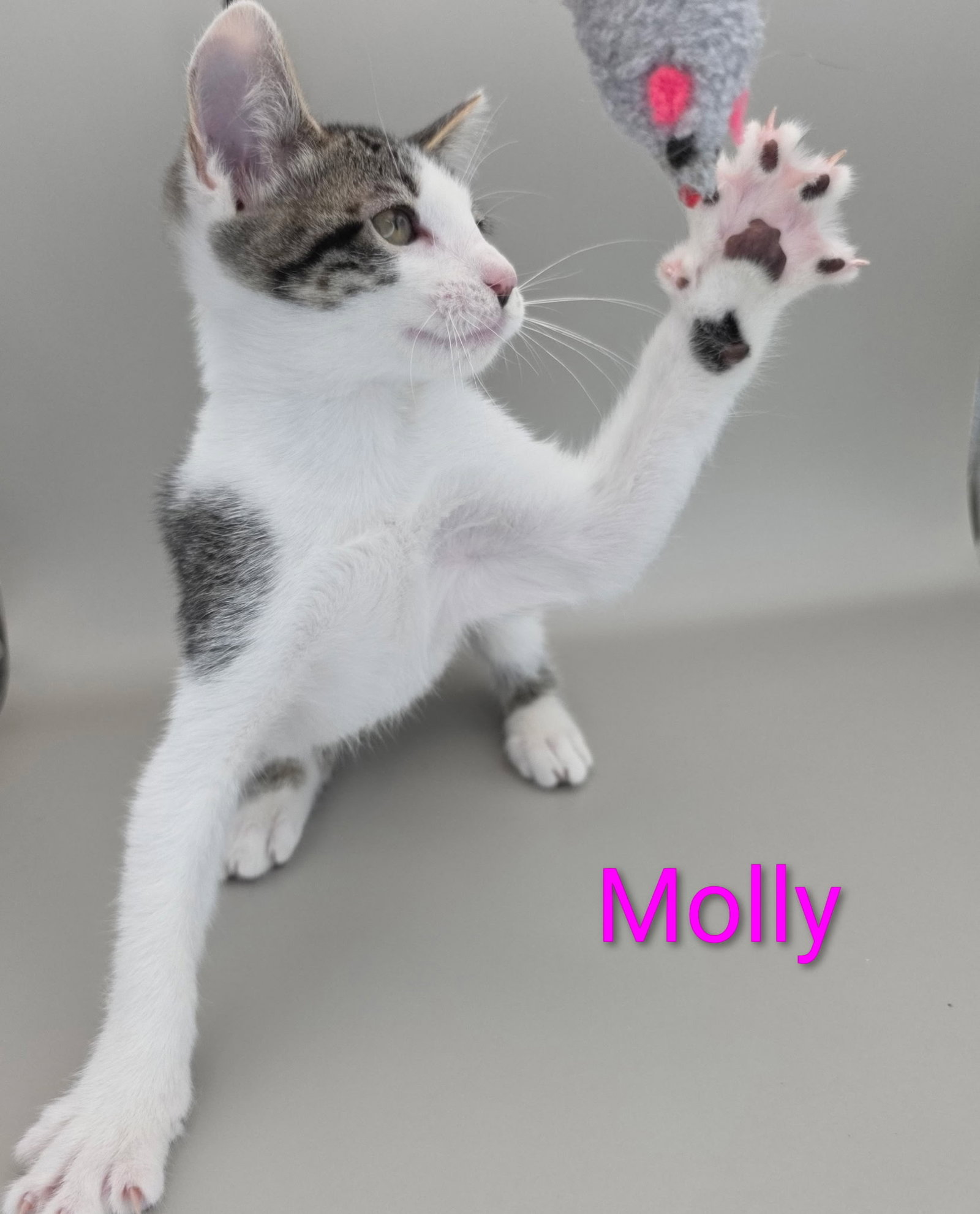 Molly 3.30.26, photo 3